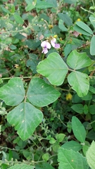 Tephrosia noctiflora