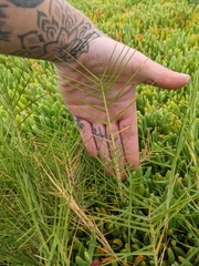 Distichlis distichophylla