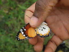 Danaus chrysippus alcippus