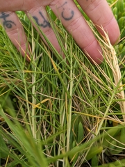 Distichlis distichophylla