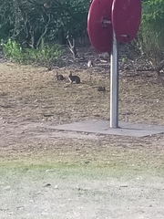 Oryctolagus cuniculus