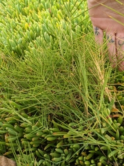 Distichlis distichophylla