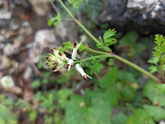 Fumaria flabellata