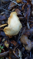 Lactarius alnicola