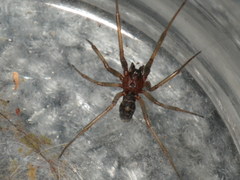 Steatoda grossa