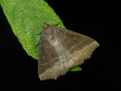 Arytrura musculus
