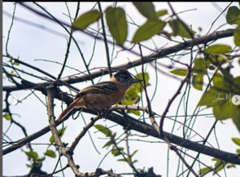 Thamnophilus bernardi