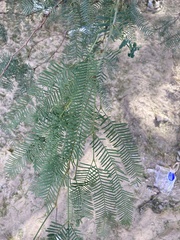 Prosopis chilensis