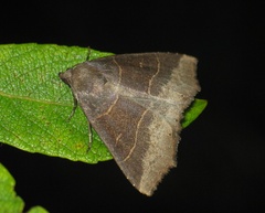 Arytrura musculus