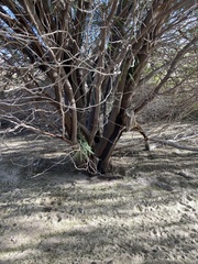 Prosopis chilensis