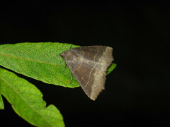Arytrura musculus