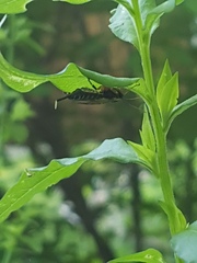 Itoplectis conquisitor