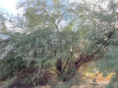 Prosopis chilensis