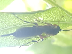 Itoplectis conquisitor