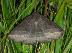 Arytrura musculus
