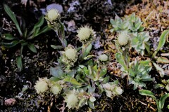 Antennaria dimorpha