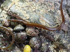 Nerophis lumbriciformis