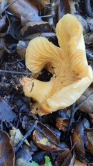 Lactarius alnicola