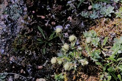 Antennaria dimorpha