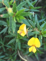 Pultenaea trinervis