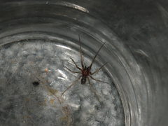 Steatoda grossa