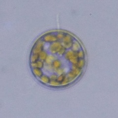 Coscinodiscales