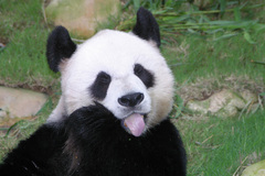 Ailuropoda melanoleuca