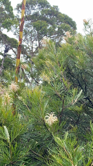 Banksia spinulosa