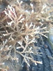 Cradoscrupocellaria reptans