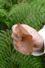 Auricularia fuscosuccinea