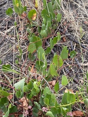Muehlenbeckia adpressa
