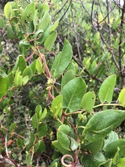 Muehlenbeckia adpressa