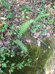 Blechnum hastatum