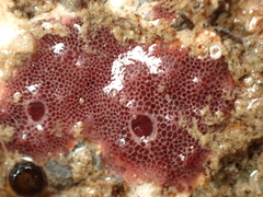 Chelonaplysilla violacea