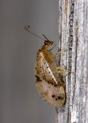 Megalomus carpenteri