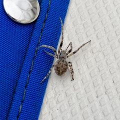 Larinioides sclopetarius