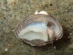 Atalacmea multilinea