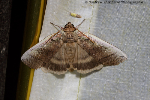 Tethea oberthuri · iNaturalist