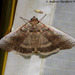 Tethea oberthuri - Photo (c) 57Andrew, some rights reserved (CC BY-NC-ND), uploaded by 57Andrew