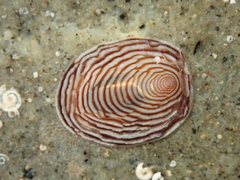 Atalacmea multilinea