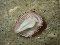 Atalacmea multilinea