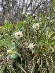 Pimelea ligustrina