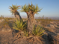Yucca schidigera