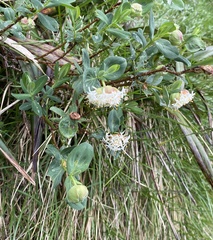 Pimelea ligustrina