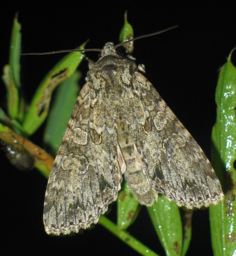 Pilkasis pelėdgalvis nuotrauka