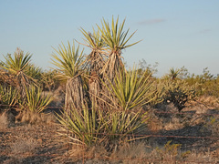 Yucca schidigera