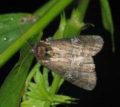 Tethea ocularis