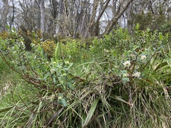 Pimelea ligustrina