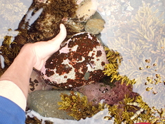 Atalacmea multilinea