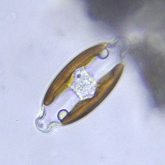 Caloneis amphisbaena